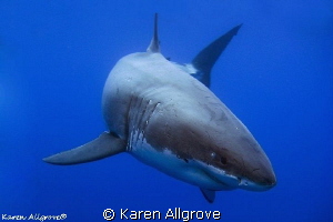 Great White Shark - Cal Ripfin coming in to say hello! by Karen Allgrove 